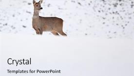  Presentation with winter - Slides with animals forest - roebuck capreolus capreolus in winter background and a sky blue colored foreground