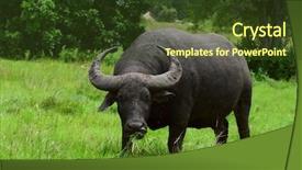  Presentation with camera - Beautiful slide deck featuring animals forest - water buffalo standing on green backdrop and a tawny brown colored foreground