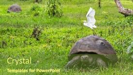  Presentation with animals nature - Amazing PPT layouts having animals galapagos giant tortoise with egret bird on santa cruz island in galapagos islands animals nature and wildlife close up of tortoise in the highlands of galapagos ecuador south america backdrop and a tawny brown colored foreground