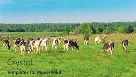  Presentation with animals - Cool new PPT layouts with animals grazing grazing backdrop and a tawny brown colored foreground