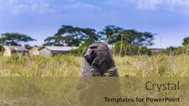  Presentation with exotic animals - PPT layouts having animals in the wild monkey baboon - portrait in the grassy savannah the famous masai mara reserve in kenya the concept of active ecological exotic and photo tourism background and a coral colored foreground