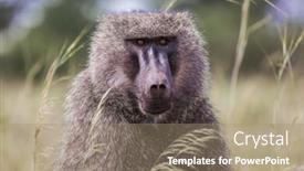  Presentation with exotic animals - Presentation theme having animals-in-the-wild background and a coral colored foreground