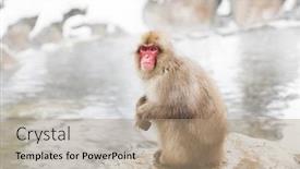  Presentation with animals nature - Audience pleasing PPT layouts consisting of animals-nature-and-wildlife-concept backdrop and a coral colored foreground