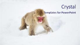  Presentation with animals nature - Presentation having animals nature and wildlife concept background and a sky blue colored foreground