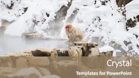  Presentation with animals nature - PPT theme enhanced with animals nature and wildlife concept background and a coral colored foreground