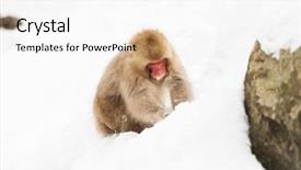  Presentation with animals nature - Amazing slide deck having animals nature and wildlife concept backdrop and a white colored foreground