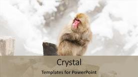  Presentation with animals nature - Beautiful PPT layouts featuring animals nature and wildlife concept backdrop and a coral colored foreground