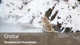  Presentation with animals nature - Cool new presentation with animals nature and wildlife concept backdrop and a gray colored foreground