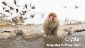  Presentation with animals nature - Cool new presentation theme with animals nature and wildlife concept backdrop and a coral colored foreground