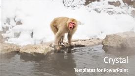  Presentation with animals nature - Colorful PPT theme enhanced with animals nature and wildlife concept backdrop and a gray colored foreground