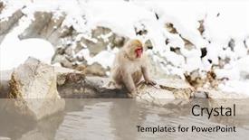  Presentation with animals nature - Presentation theme having animals nature and wildlife concept background and a mint green colored foreground