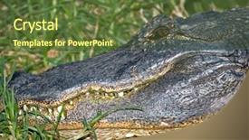  Presentation with green algae - PPT theme consisting of animals need - alligator with green algae background and a  colored foreground