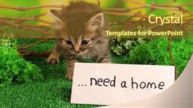  Presentation with kitten - Presentation design consisting of animals need - small kitten on grass background and a gold colored foreground