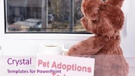  Presentation with person looking out in nature - Amazing presentation design having animals need - toy-bear looking out window close-up backdrop and a  colored foreground