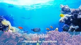  Presentation with animals - PPT theme enhanced with animals-of-the-underwater-sea background and a teal colored foreground