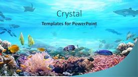  Presentation with sea animals - Theme with animals-of-the-underwater-sea background and a cyan colored foreground
