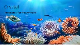  Presentation with sea animals - Presentation design consisting of animals-of-the-underwater-sea background and a teal colored foreground