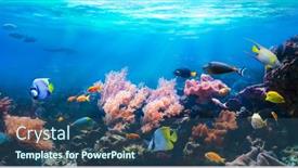  Presentation with animals - Cool new presentation with animals-of-the-underwater-sea backdrop and a ocean colored foreground