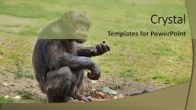  Presentation with animals - Amazing presentation having animals primates - common chimpanzee pan troglodytes also backdrop and a mint green colored foreground