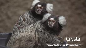  Presentation with save wildlife - Colorful slide deck enhanced with animals primates - common marmoset callithrix jacchus wildlife backdrop and a dark gray colored foreground