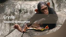  Presentation with airbus a380 airplane noise - Cool new PPT layouts with animals primates - little chimpanzee pan troglodytes some backdrop and a gray colored foreground