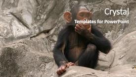  Presentation with paella pan of rice - PPT theme featuring animals primates - little chimpanzee pan troglodytes background and a gray colored foreground