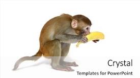  Presentation with monkey - Cool new presentation design with animals primates - monkey with banana backdrop and a white colored foreground