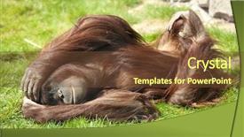  Presentation with animals zoo - Beautiful slide deck featuring animals primates - orangutan in zoo lying backdrop and a tawny brown colored foreground
