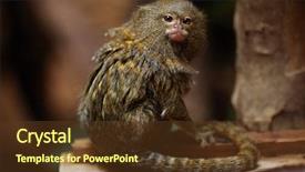  Presentation with wildlife - Presentation design featuring animals primates - pygmy marmoset cebuella pygmaea wildlife background and a tawny brown colored foreground