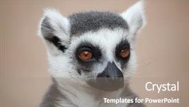  Presentation with lemur - Audience pleasing PPT layouts consisting of animals primates - ring-tailed lemur lemur catta wildlife backdrop and a gray colored foreground