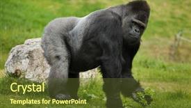  Presentation with western - Beautiful presentation theme featuring animals primates - western lowland gorilla gorilla gorilla backdrop and a tawny brown colored foreground