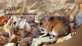  Presentation with animals habitat - Theme having animals rats - field mouse in natural habitat background and a coral colored foreground
