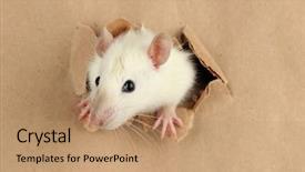  Presentation with funny animals - PPT theme featuring animals rats - funny little rat on paper background and a coral colored foreground