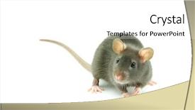  Presentation with funny animals - Presentation theme featuring animals rats - funny rat isolated on white background and a white colored foreground