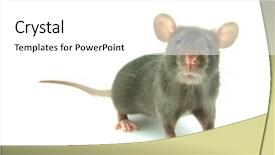  Presentation with funny animals - Theme consisting of animals rats - funny rat background and a white colored foreground