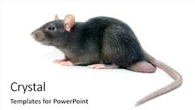  Presentation with white rat - Beautiful theme featuring animals rats - grey rat isolated on white backdrop and a  colored foreground