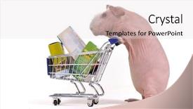  Presentation with guinea pig - Beautiful presentation theme featuring animals rats - guinea pig is busy shopping backdrop and a light gray colored foreground