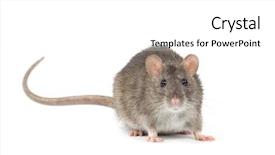  Presentation with white rat - Theme consisting of animals rats - rat isolated on white background background and a white colored foreground