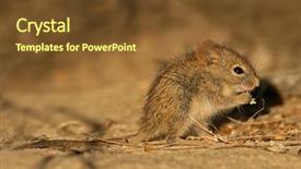  Presentation with grass - Amazing presentation theme having animals rats - young striped grass mouse rhabdomys backdrop and a  colored foreground