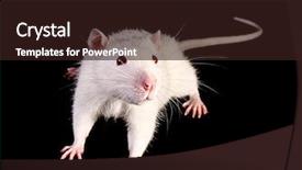  Presentation with white rat - Cool new presentation theme with animals rats - young white rat looking up backdrop and a wine colored foreground