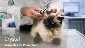  Presentation with dog and cat on computer - Cool new PPT theme with emergency veterinary - veterinarian examining cat checking her backdrop and a coral colored foreground