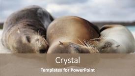  Presentation with animal nature - Amazing theme having animals-sea-lion-family backdrop and a coral colored foreground