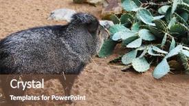  Presentation with pig - PPT theme having animals that inhabit the desert background and a violet colored foreground