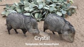  Presentation with adaptation in animals - Audience pleasing slide set consisting of animals that inhabit the desert backdrop and a gray colored foreground