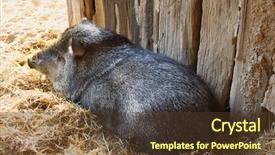  Presentation with year of the pig - Slide set enhanced with close up view of cute baby hand holding mother finger background and a coral colored foreground