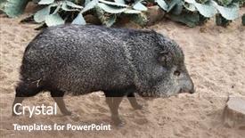  Presentation with plants and animals - Amazing presentation design having animals that inhabit the desert backdrop and a  colored foreground