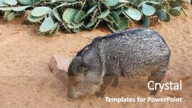  Presentation with animals - Presentation theme consisting of woman hand holding bare baby feet close up view background and a coral colored foreground