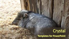  Presentation with animals animated - Beautiful slide set featuring animals that inhabit the desert backdrop and a  colored foreground