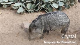  Presentation with reproduction in animals - PPT layouts with animals that inhabit the desert background and a gray colored foreground