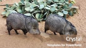  Presentation with adaptation of animals - Colorful slide deck enhanced with animals that inhabit the desert backdrop and a coral colored foreground